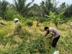 Bhabinkamtibmas dan Babinsa Bantu Warga Binaan Panen Padi di Kao Barat