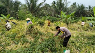 Bhabinkamtibmas dan Babinsa Bantu Warga Binaan Panen Padi di Kao Barat